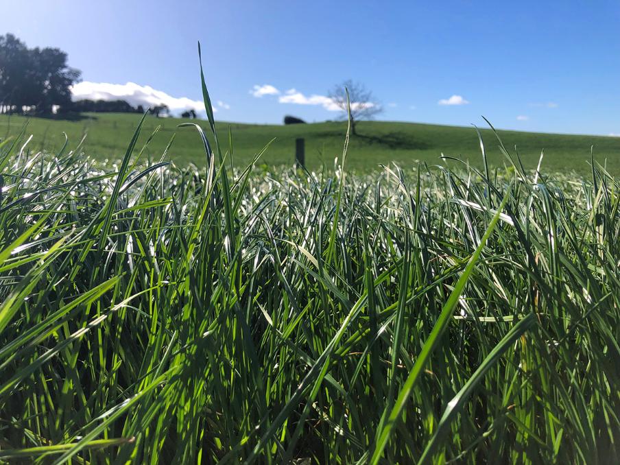 Haven tall fescue and Oakdon meadow fescue in the Waikato